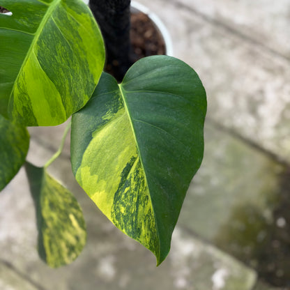 RP30-9 Monstera Yellow Variegated "Marmorata" (2 pcs)