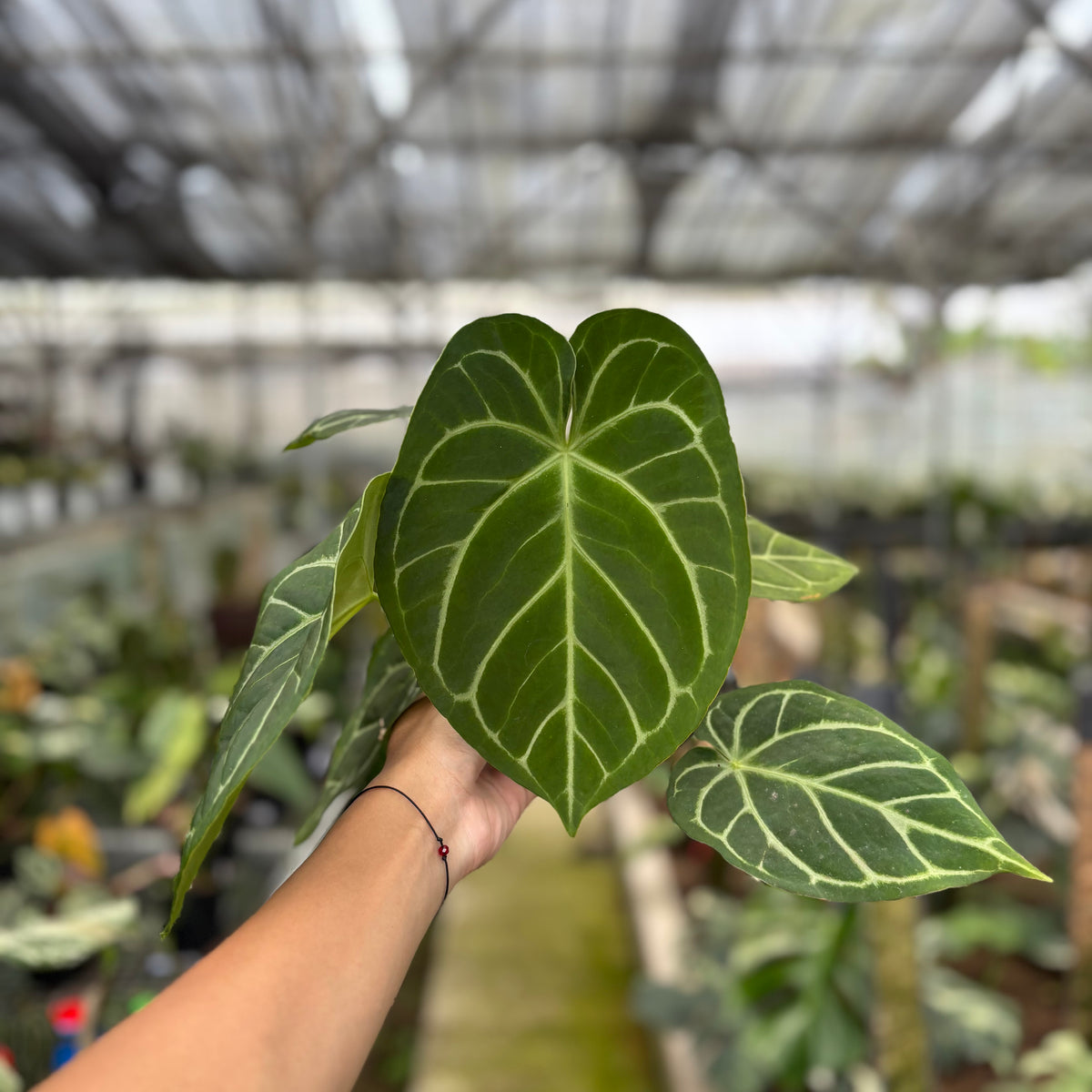 RP14-10	Anthurium Papilillaminum x Magnificum