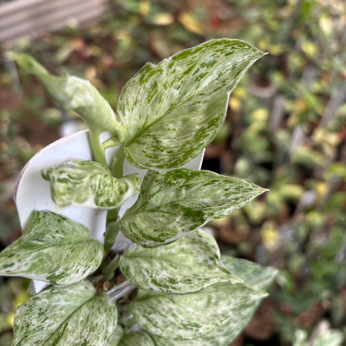 Scindapsus Moonlight Galaxy