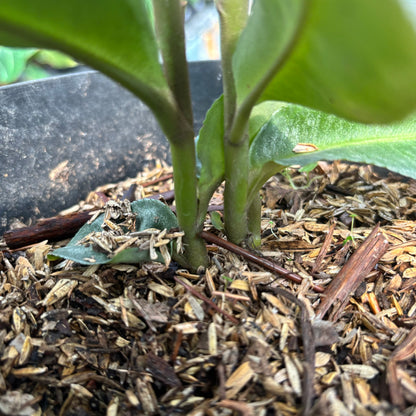 Labisia sp Silver