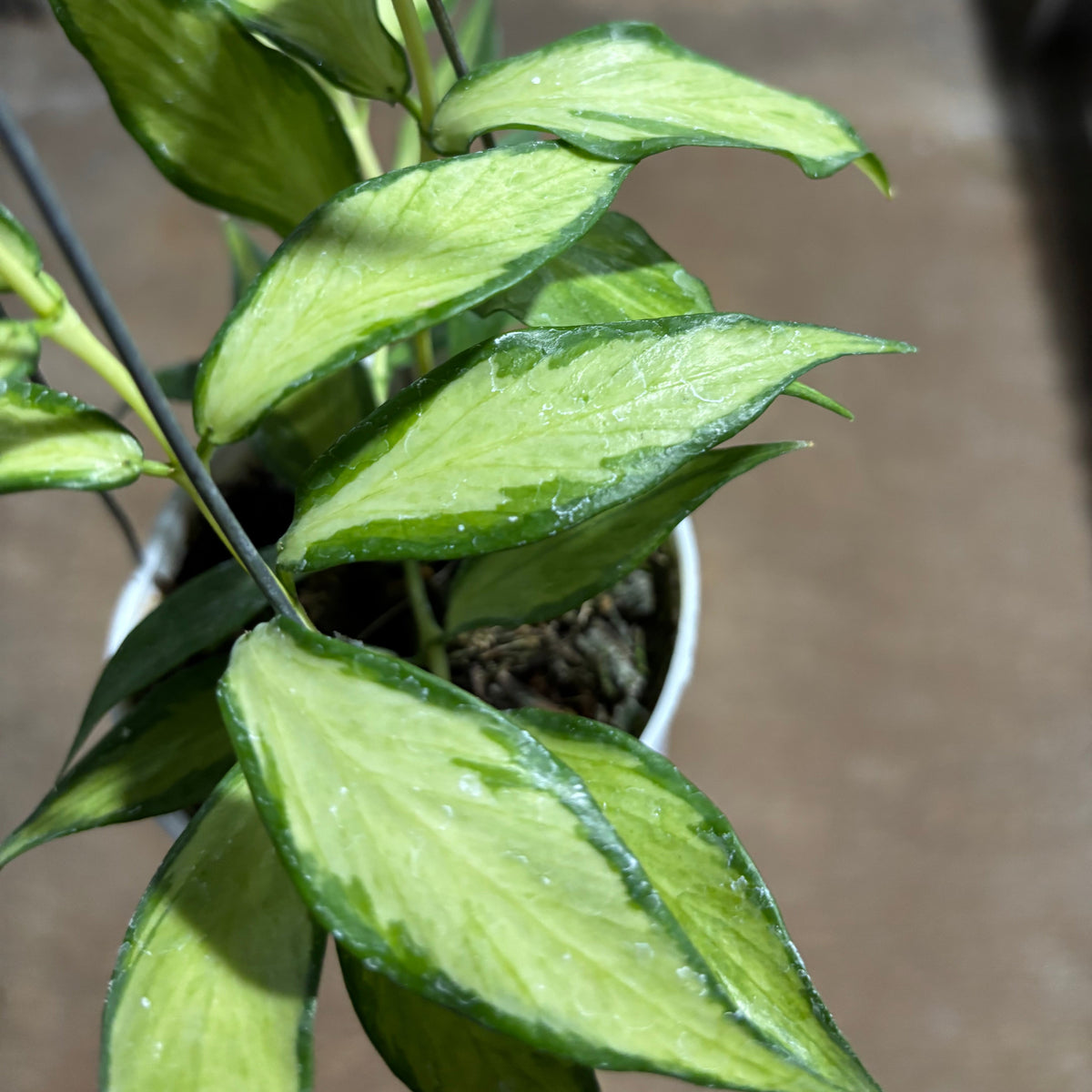 Hoya Polyneura Inner Variegated