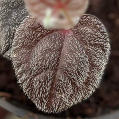 Piper Pride of Papua