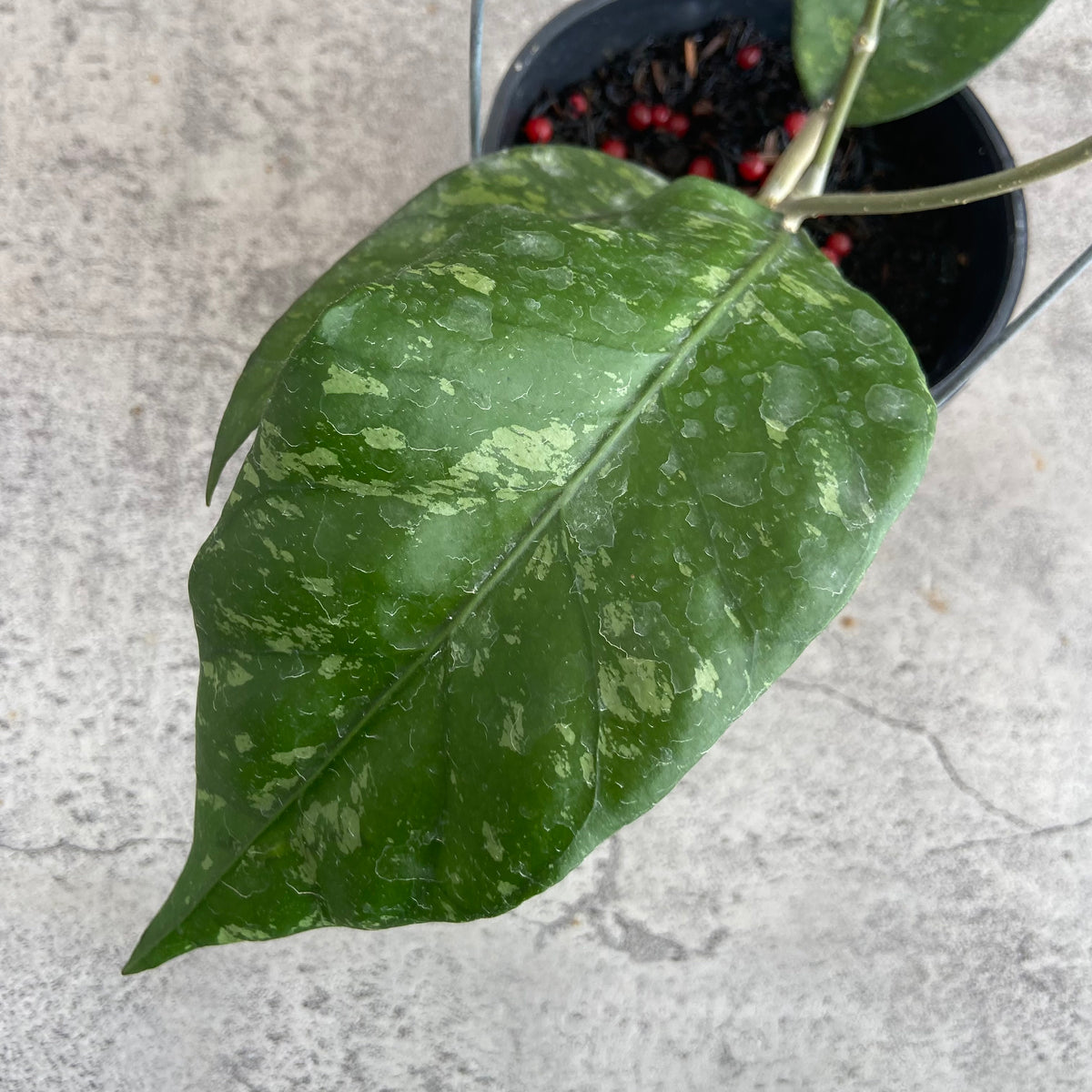 RP56-10	Hoya SP Aceh Kemiri