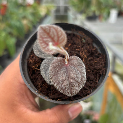 Piper Pride of Papua