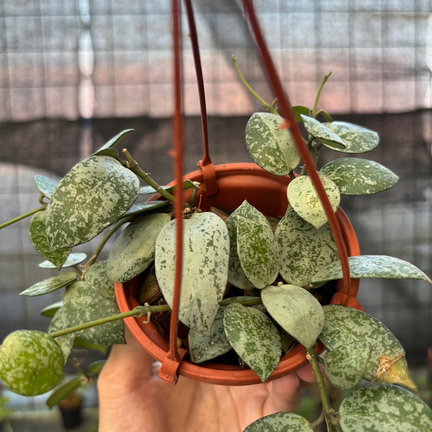 RP21-9 Hoya Lacunosa Silver Lime