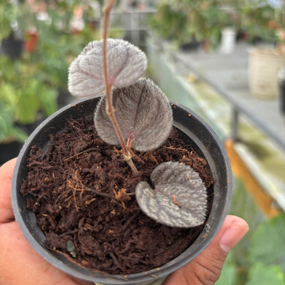 Piper Pride of Papua