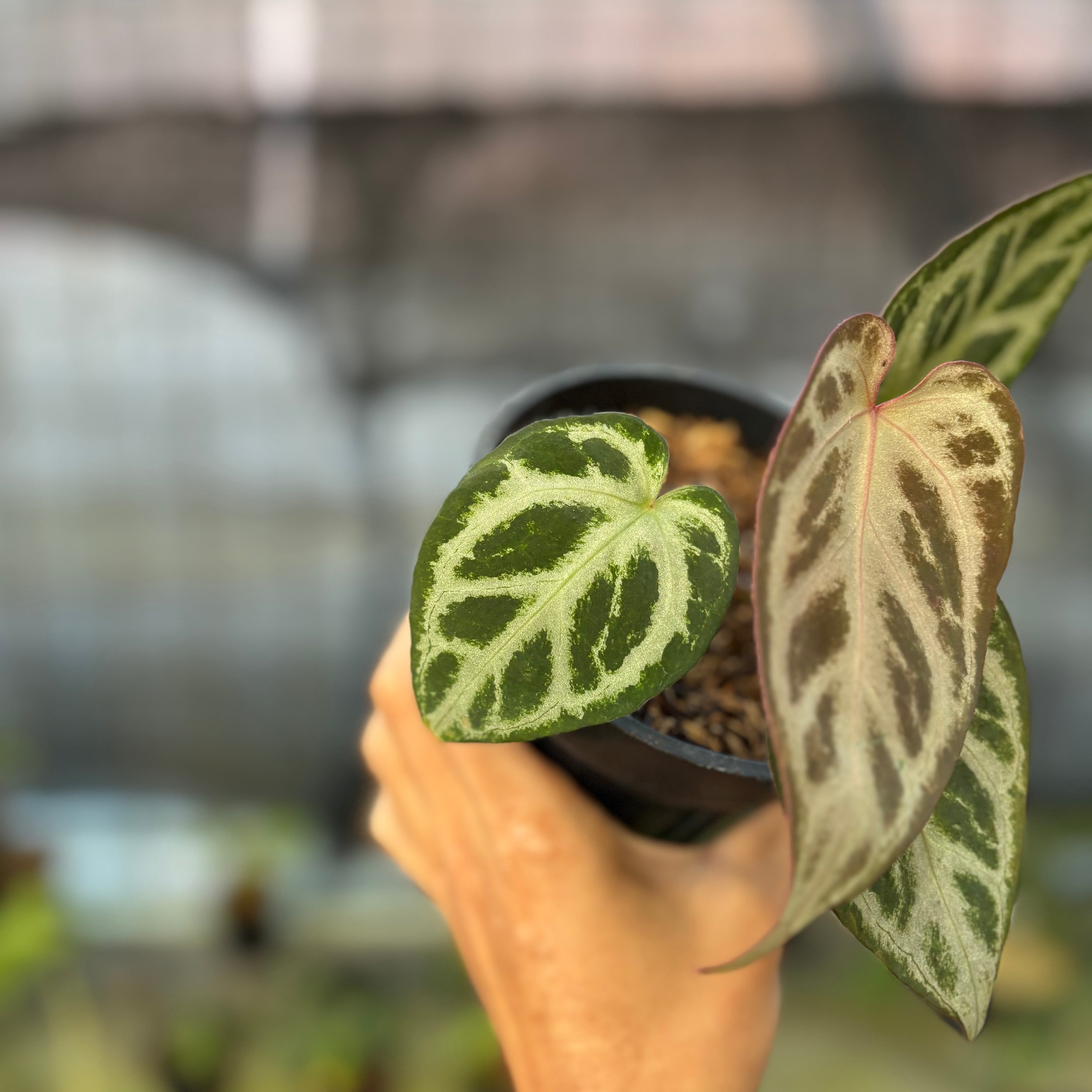 RP32-9 Anthurium Michelle x Red Crystallinum