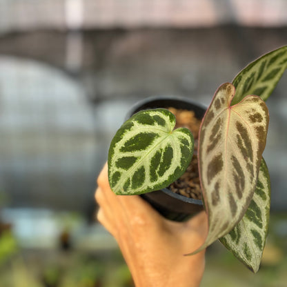 RP32-9 Anthurium Michelle x Red Crystallinum