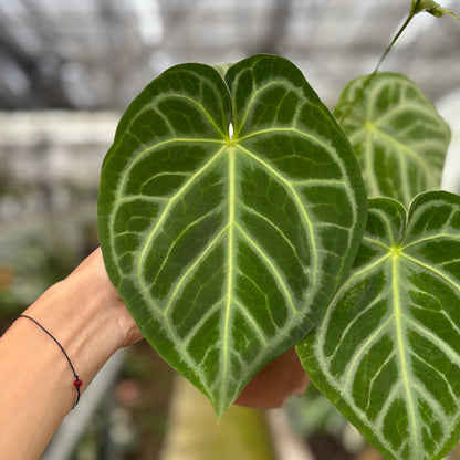 RP17-10	Anthurium Crystallinum x Domino