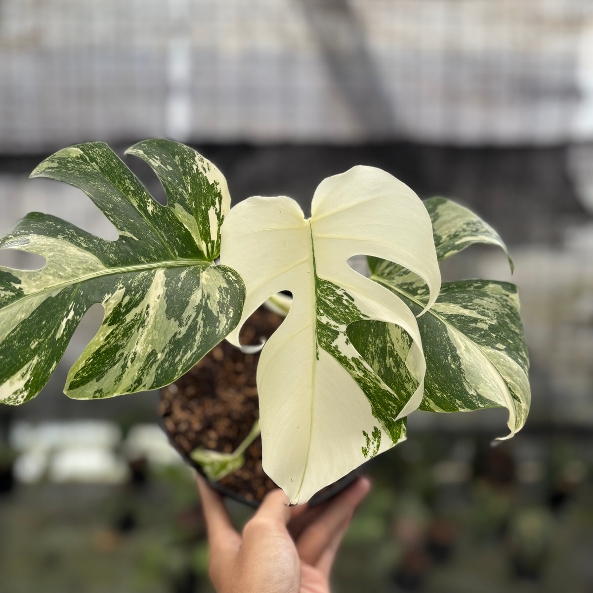 RP4-10 Monstera Albo White Tiger Variegated