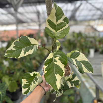 Epipremnum Aureum ‘Manjula Photos’