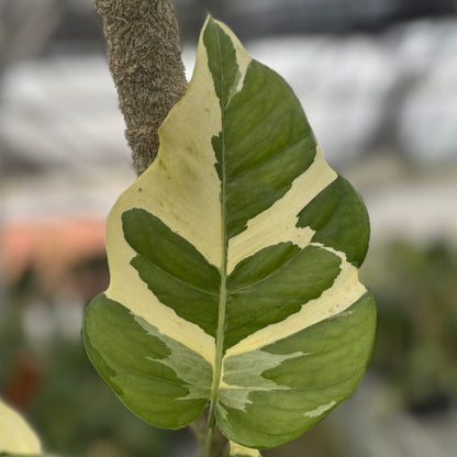 Epipremnum Aureum ‘Manjula Photos’