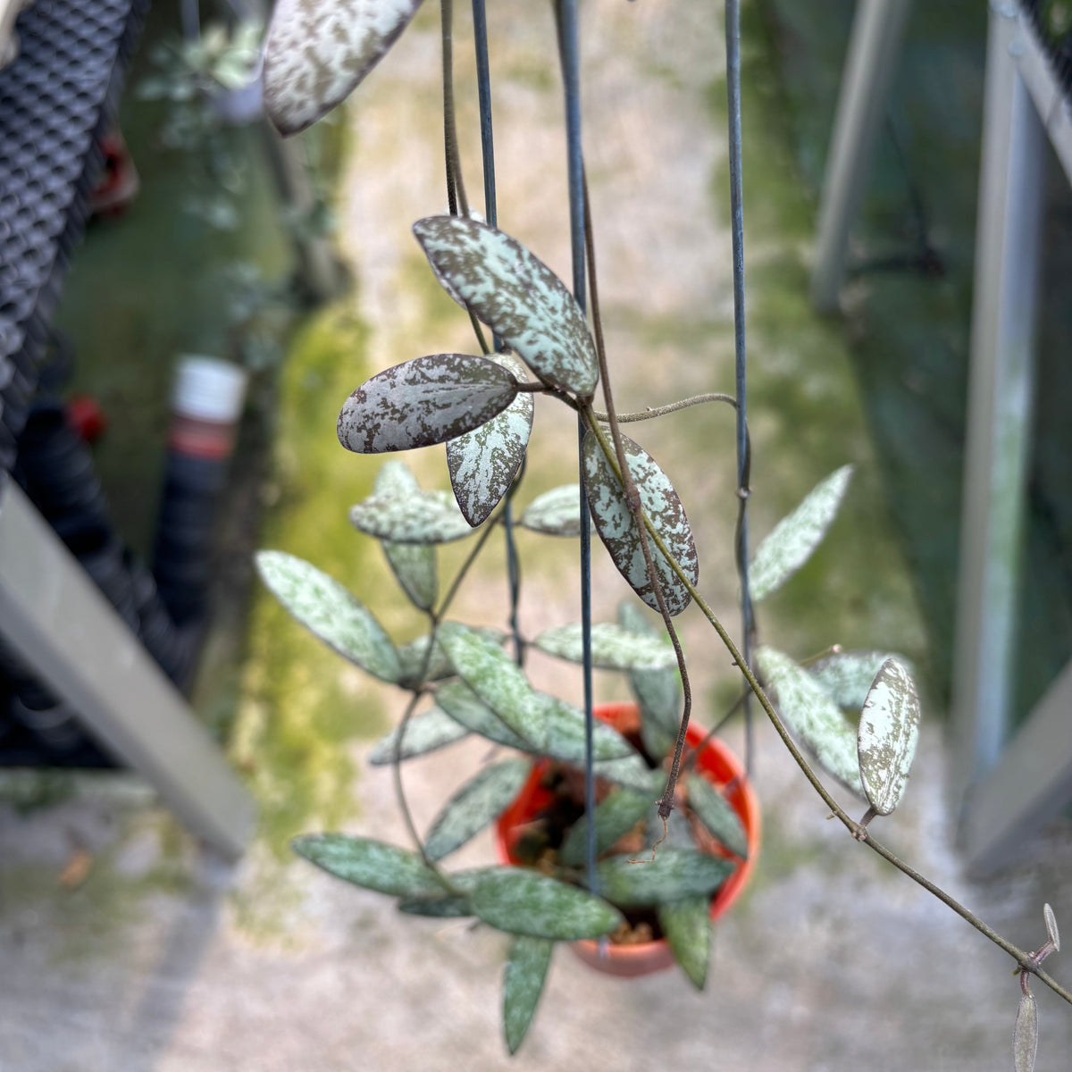 Hoya Sigillatis Silver Pink