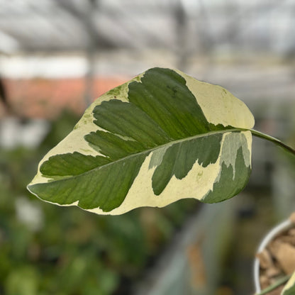 Epipremnum Aureum ‘Manjula Photos’