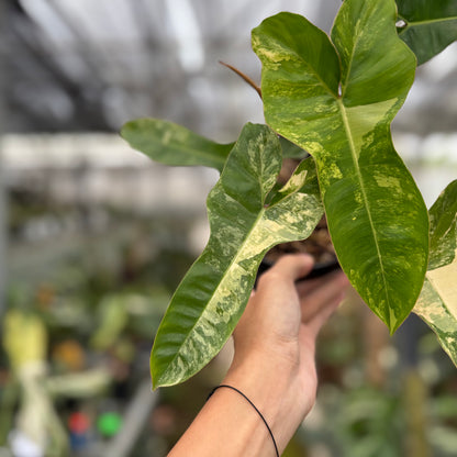 RP12-10 Philodendron Domesticum x Atabaphoense Variegated