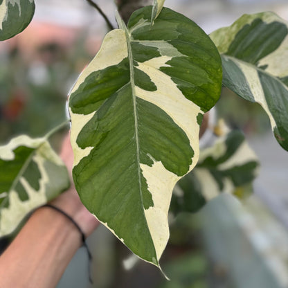 Epipremnum Aureum ‘Manjula Photos’