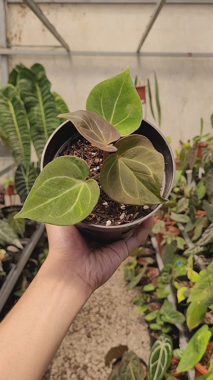 Anthurium King of Spades Small Size