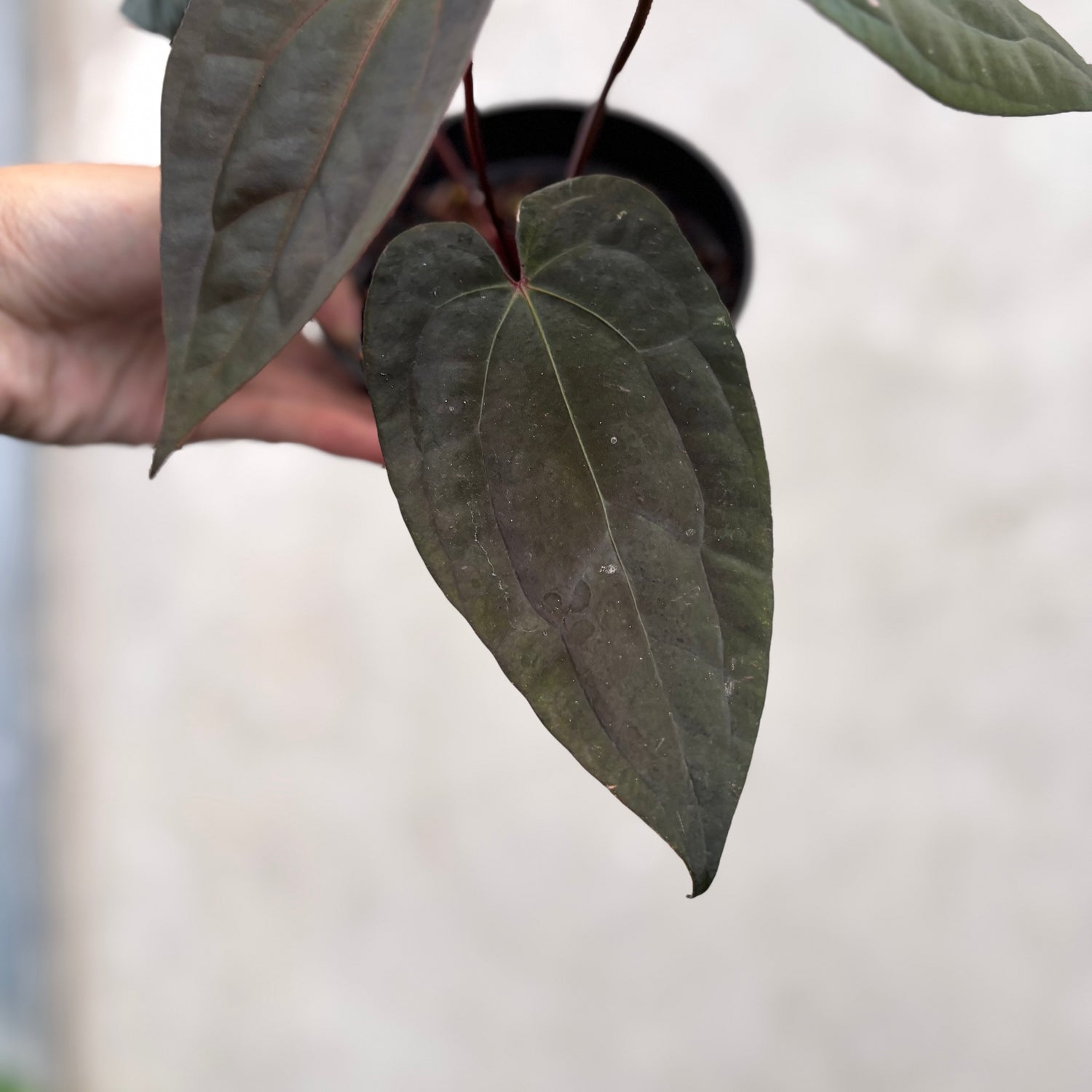 Anthurium Night Dragon