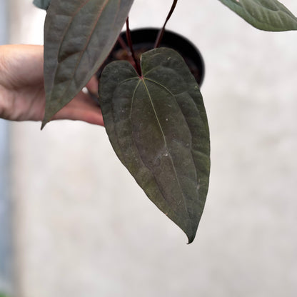 Anthurium Night Dragon