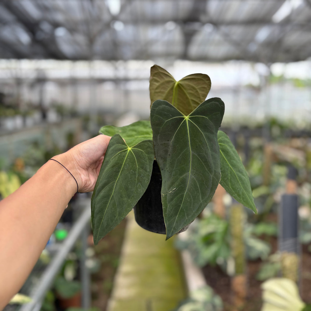 RP9-10 Anthurium Fortsherman x GOG