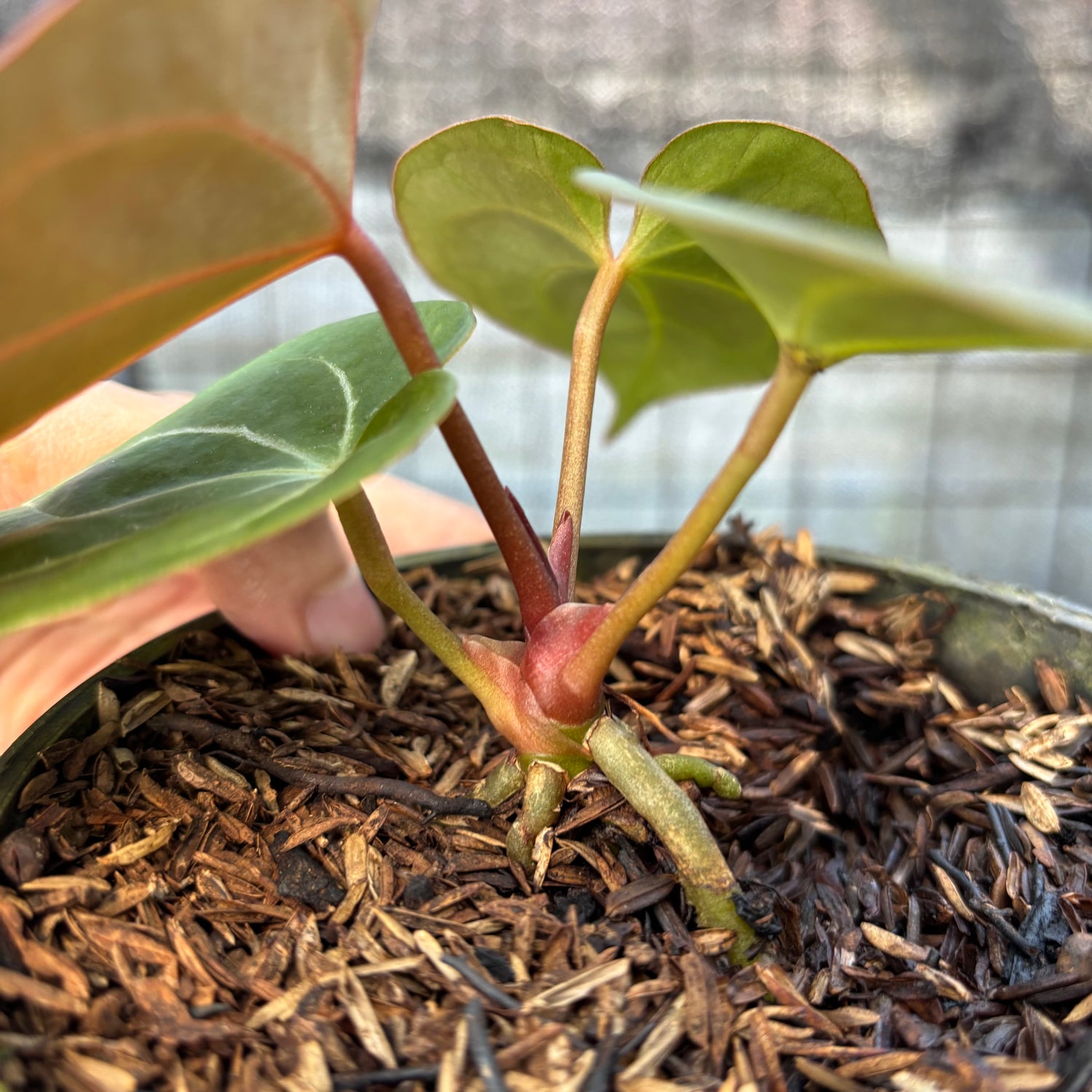 RP5-9 Anthurium King Of Spades