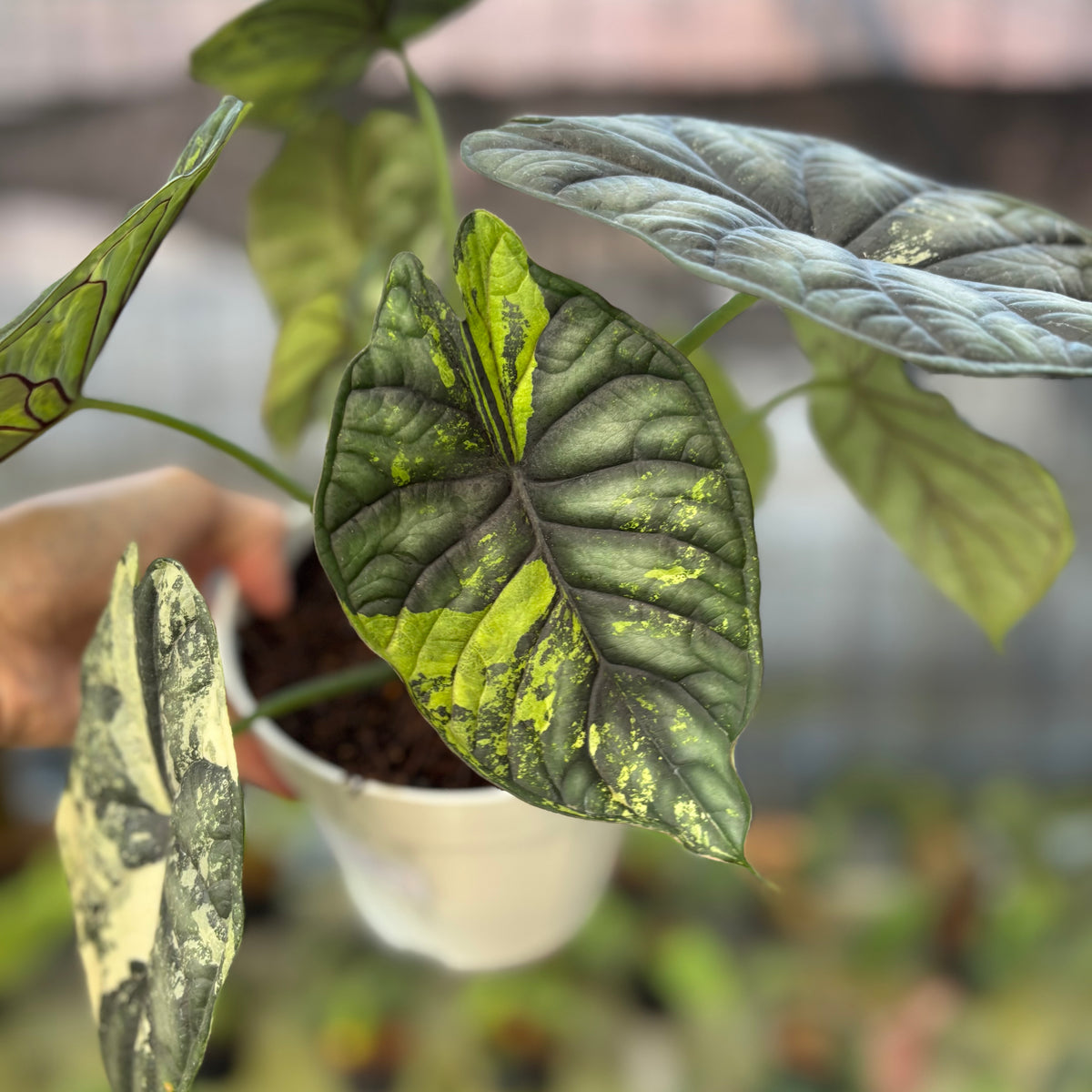 RP22-9 Alocasia Dragon Scale Variegated Mature Size