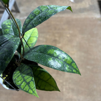 Hoya Callistophylla Black Cat