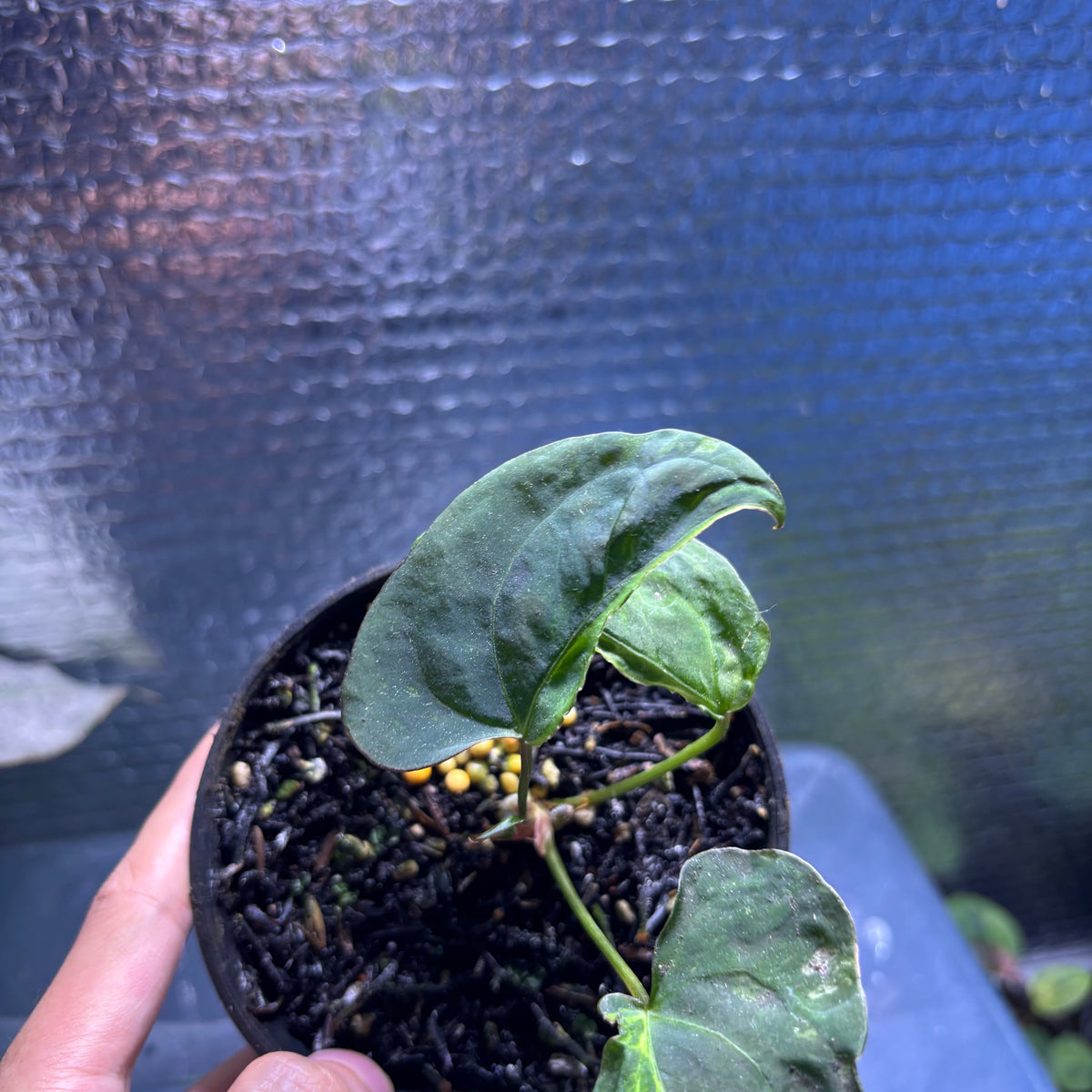 RP36-10	Anthurium Papilillaminum Mutation