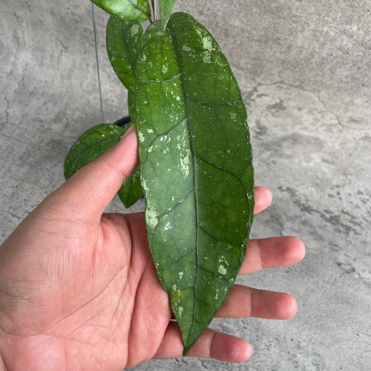 RP48-10	Hoya Clemensiorum Splash SP Aceh