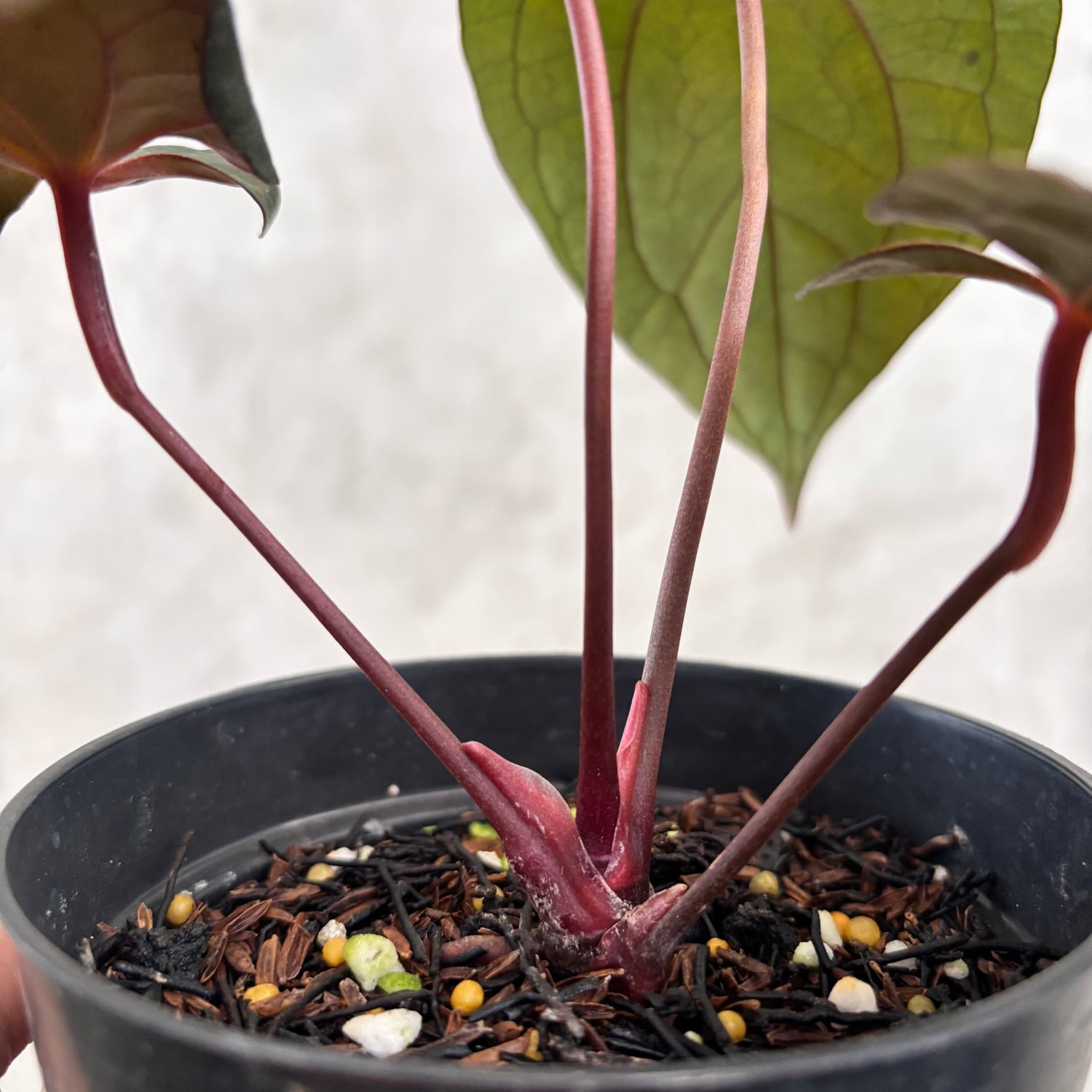 Anthurium Night Dragon