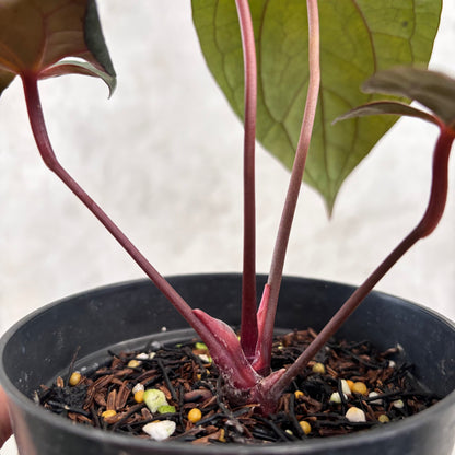 Anthurium Night Dragon