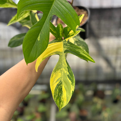 RP31-10	Philodendron Florida Beauty Mature Size