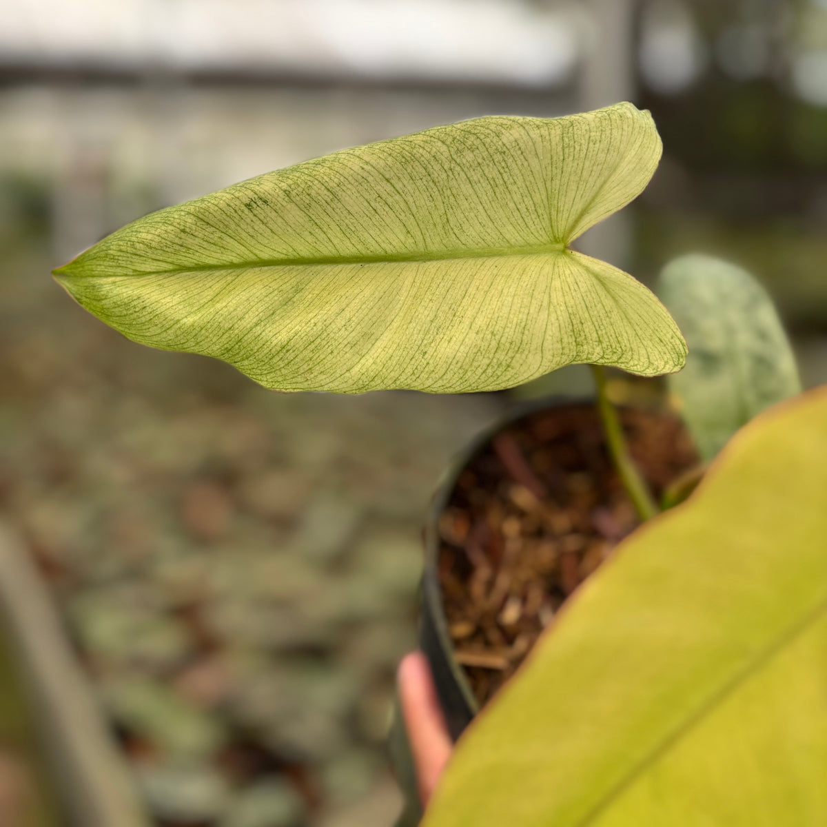 Philodendron Paraiso Verde Mint