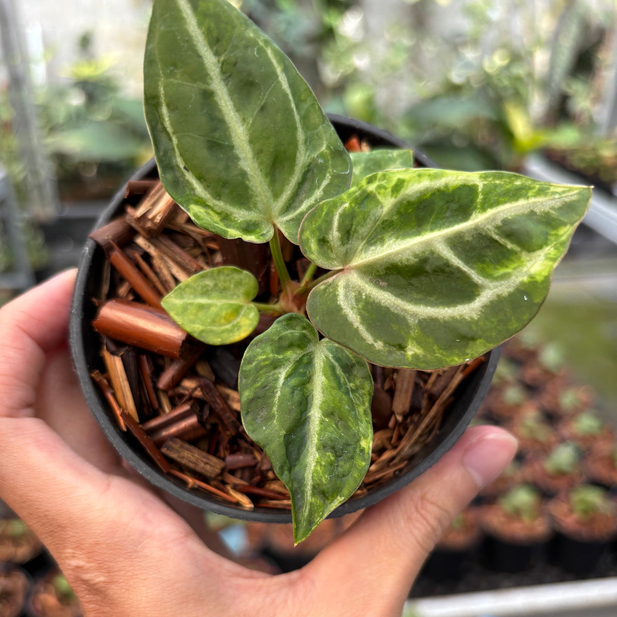 Anthurium SKG Self