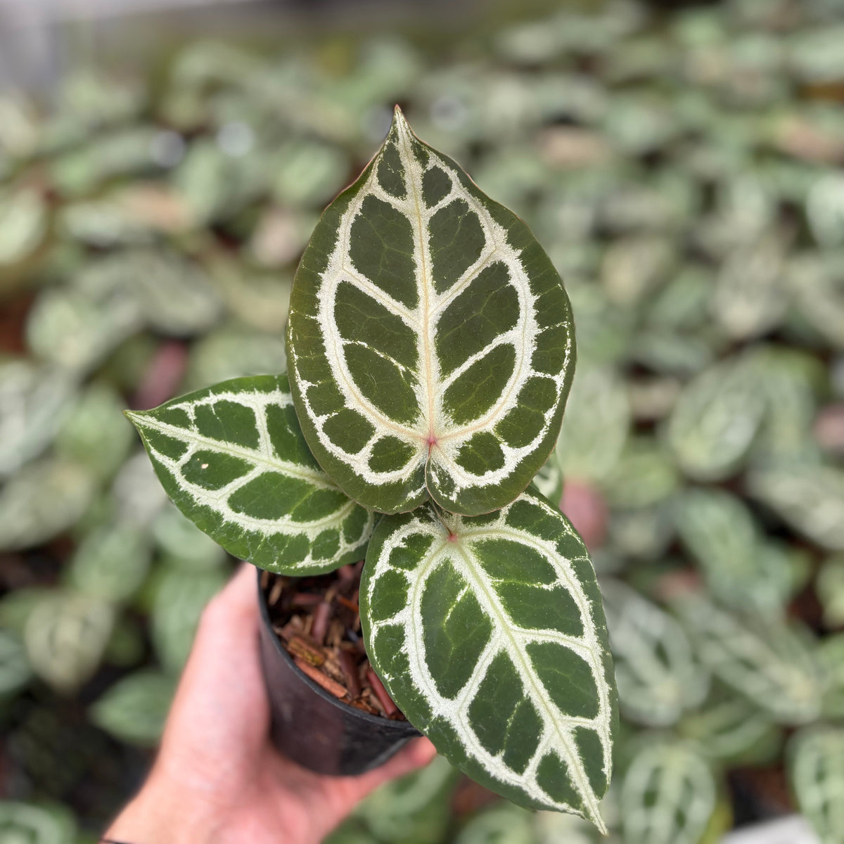 Anthurium Red Crystallinum (HU) 03 x Red Crystallinum (HU) 05
