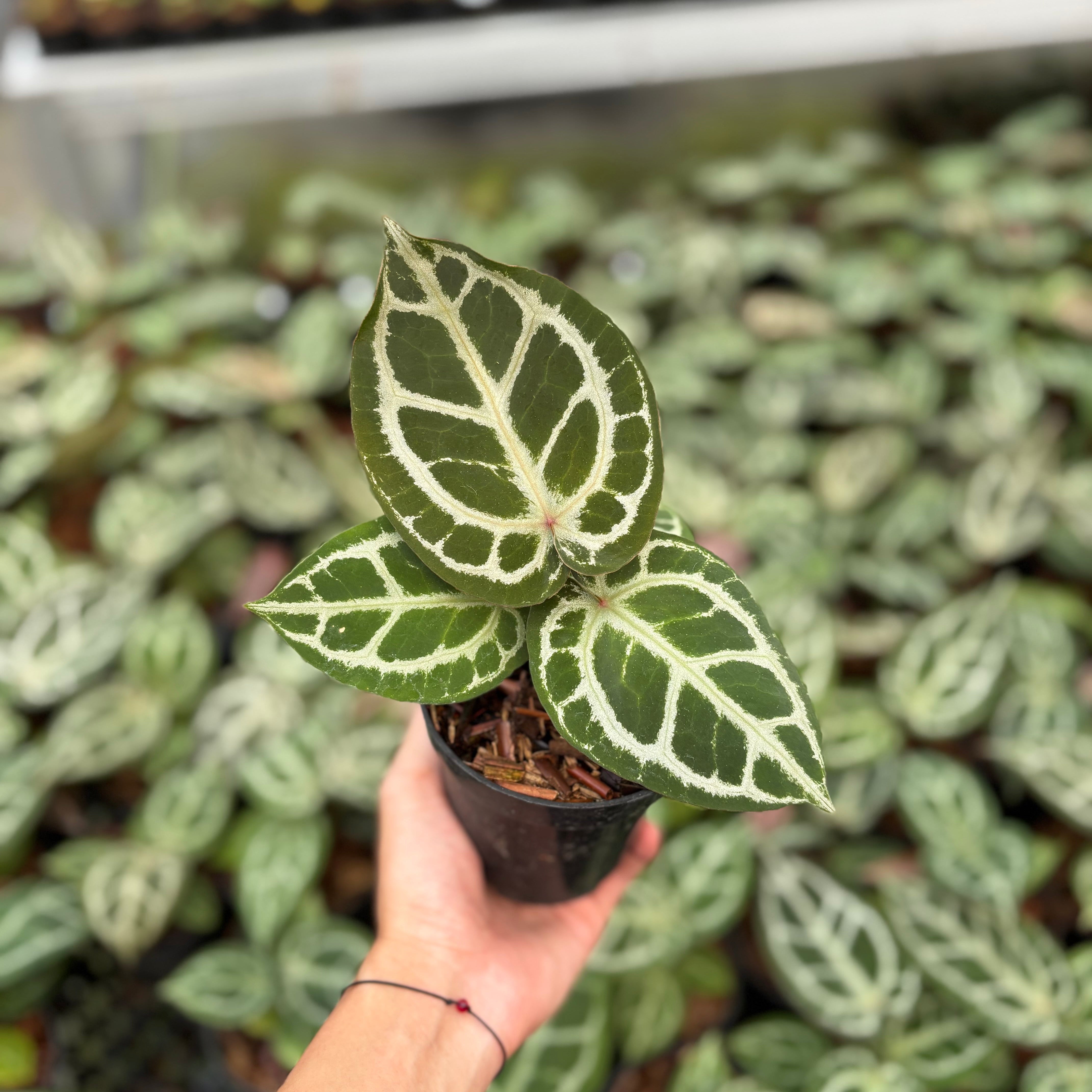 New Arrival Plants | Greenspaces.id