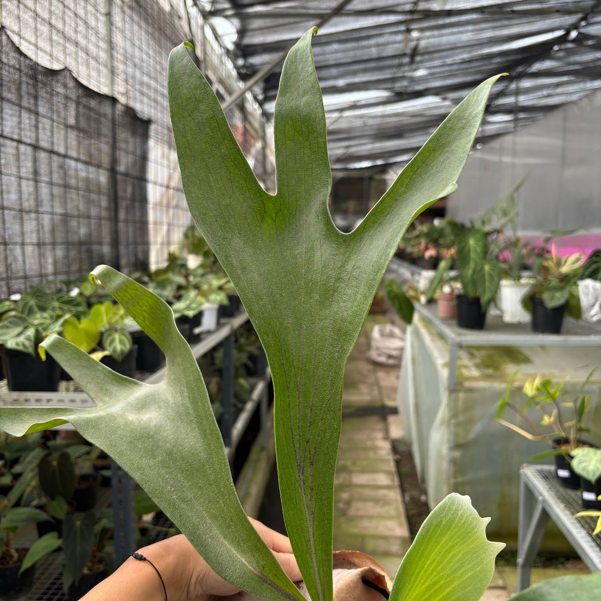 RP8-10 Platycerium Walichii