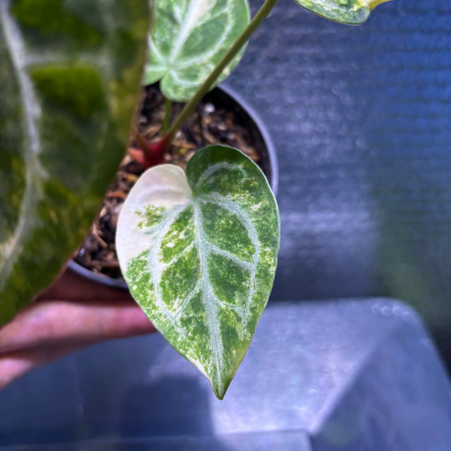 RP33-9 Anthurium Red Tiger x Michelle Variegated