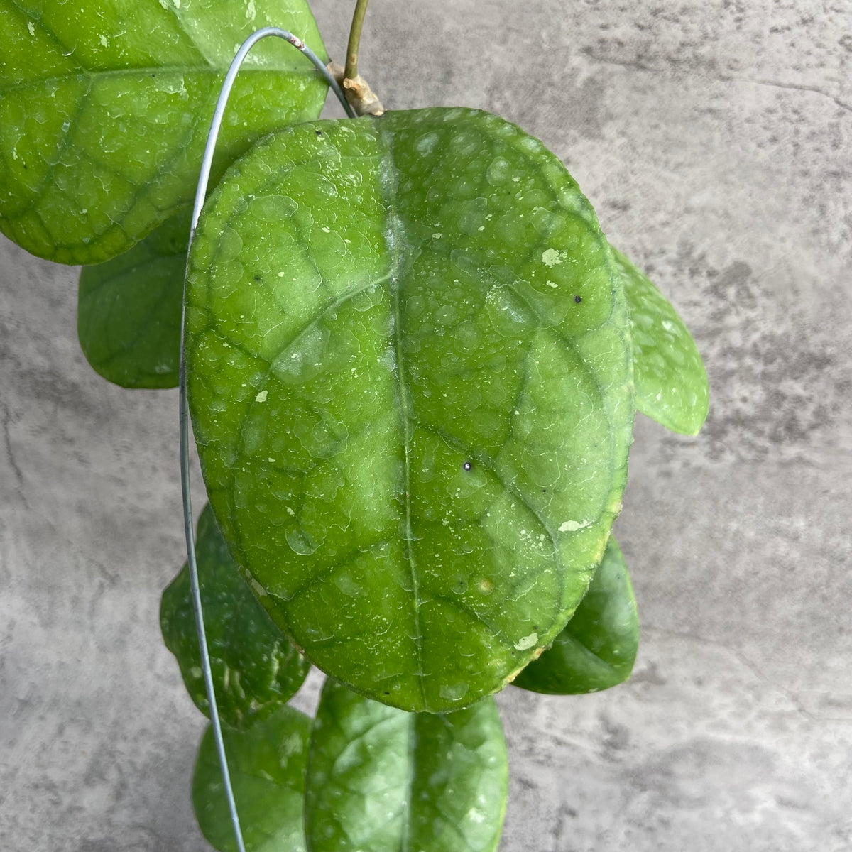 RP59-10	Hoya SP Bengkulu Roundleaf