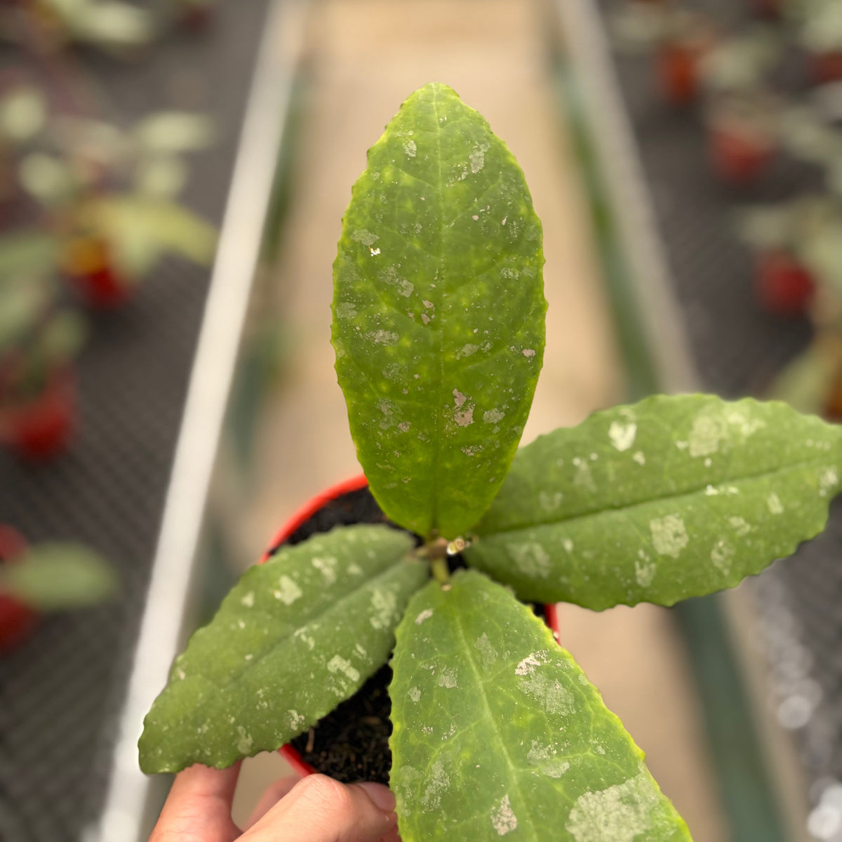 Hoya Undulata "Dikaya Priroda"