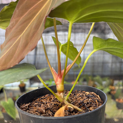 RP23-9 Anthurium Fortsherman x GOG
