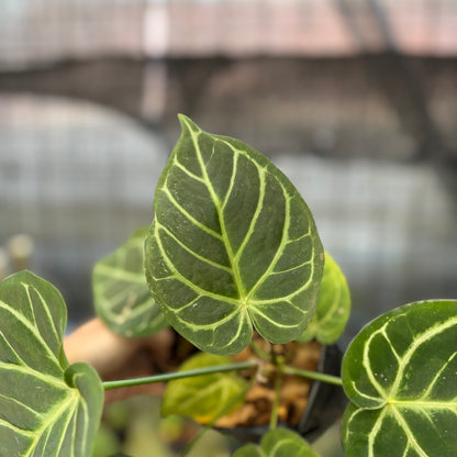 RP18-9 Anthurium Papilillaminum x Magnificum