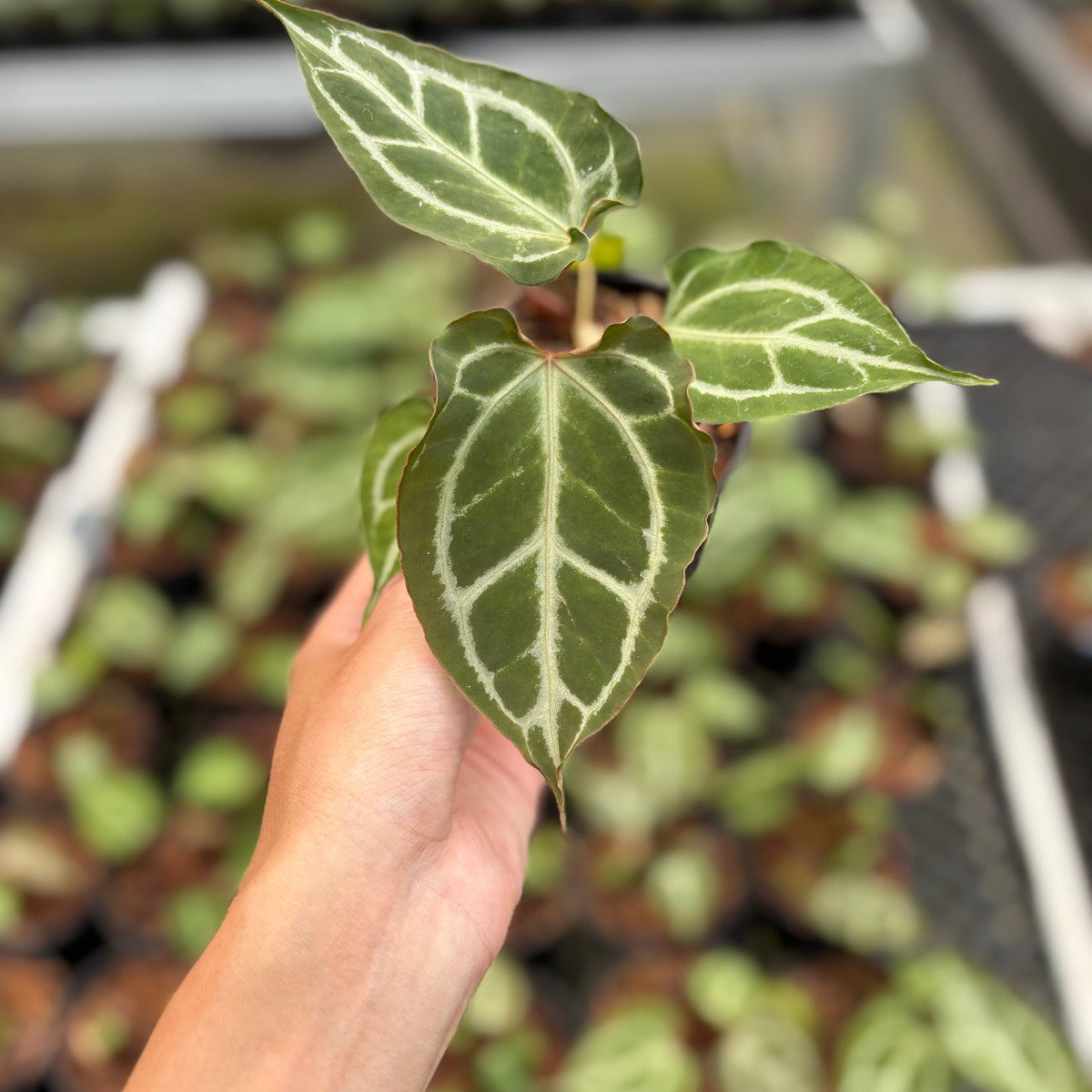 Anthurium Hellboy x Muchlis RC