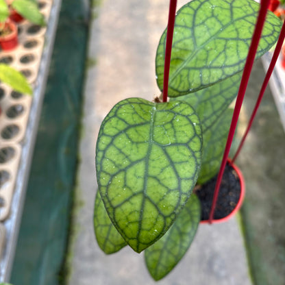 Hoya Callistophylla x Tanggamus