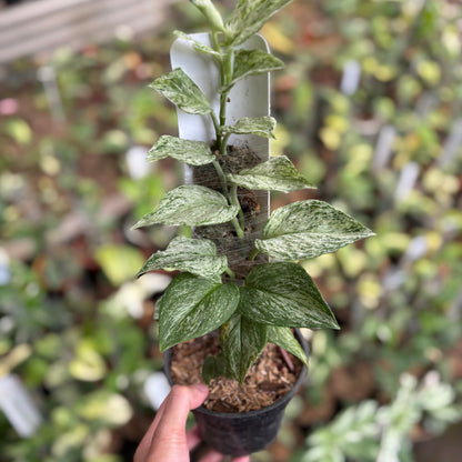 Scindapsus Moonlight Galaxy