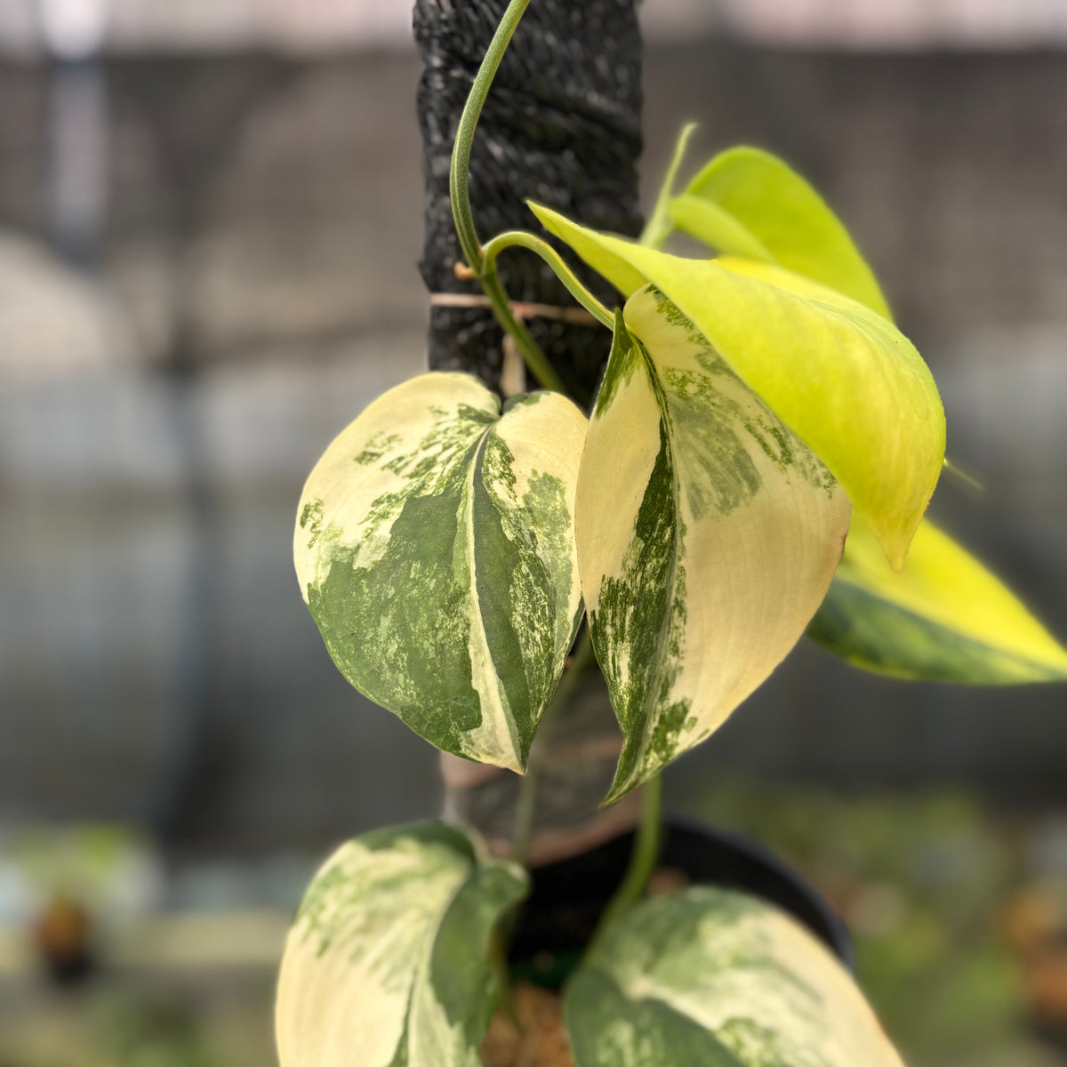 RP2-9 Scindapsus Jade Satin Variegated