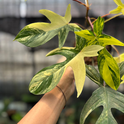 RP26-10	Philodendron Florida Beauty Mature Size