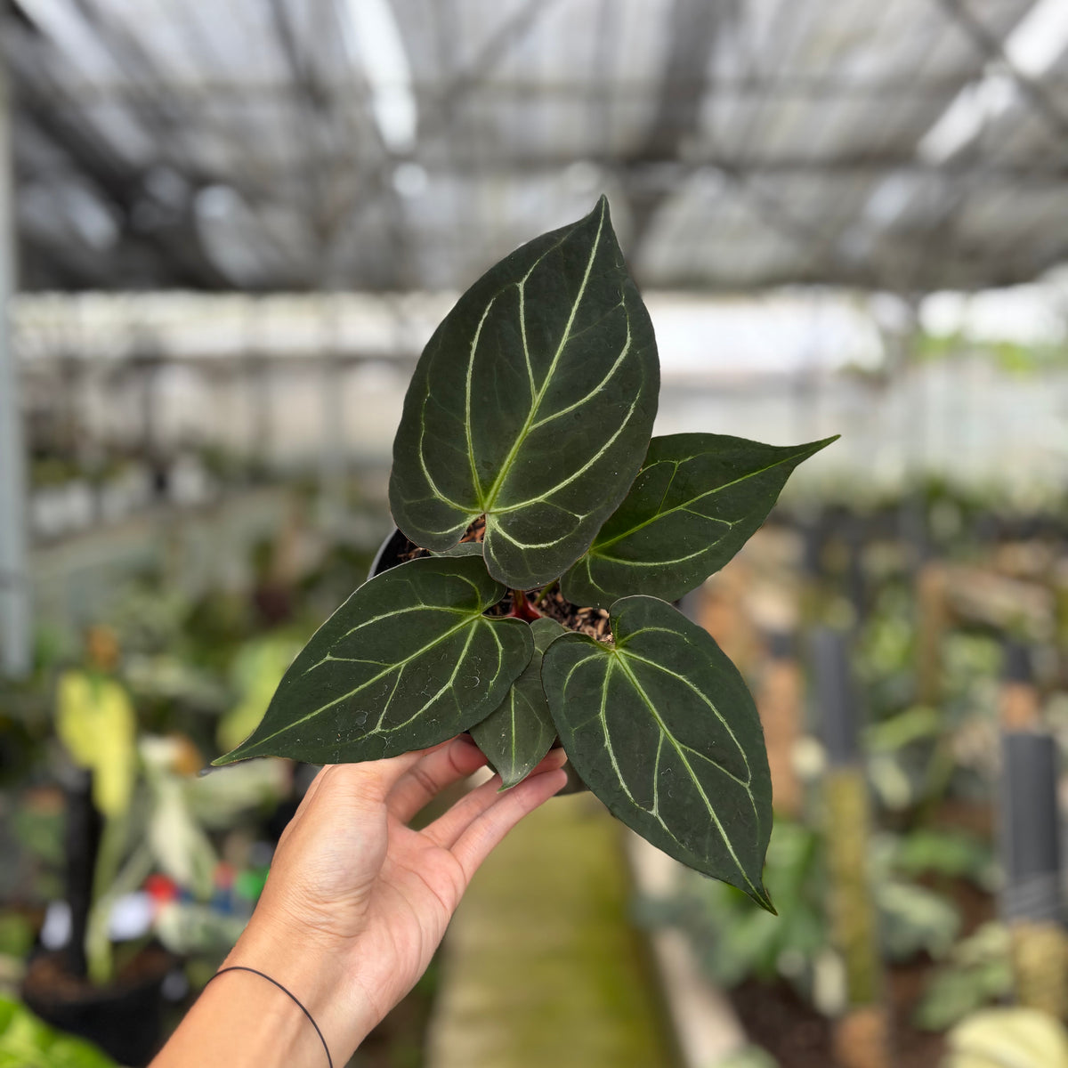 RP11-10 Anthurium KOS x Papilillaminum