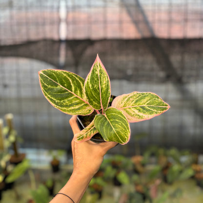 RP24-9 Aglaonema Dejavu
