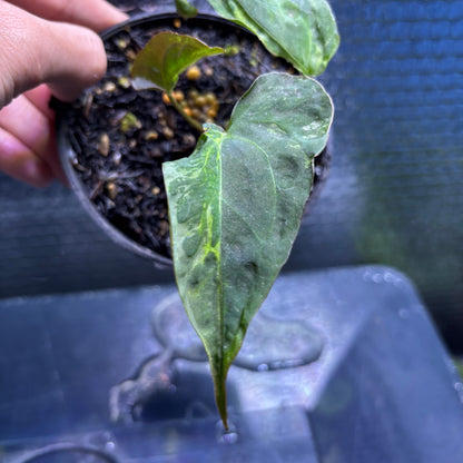 RP36-9 Anthurium Portilae Indo x Forgetti Variegated
